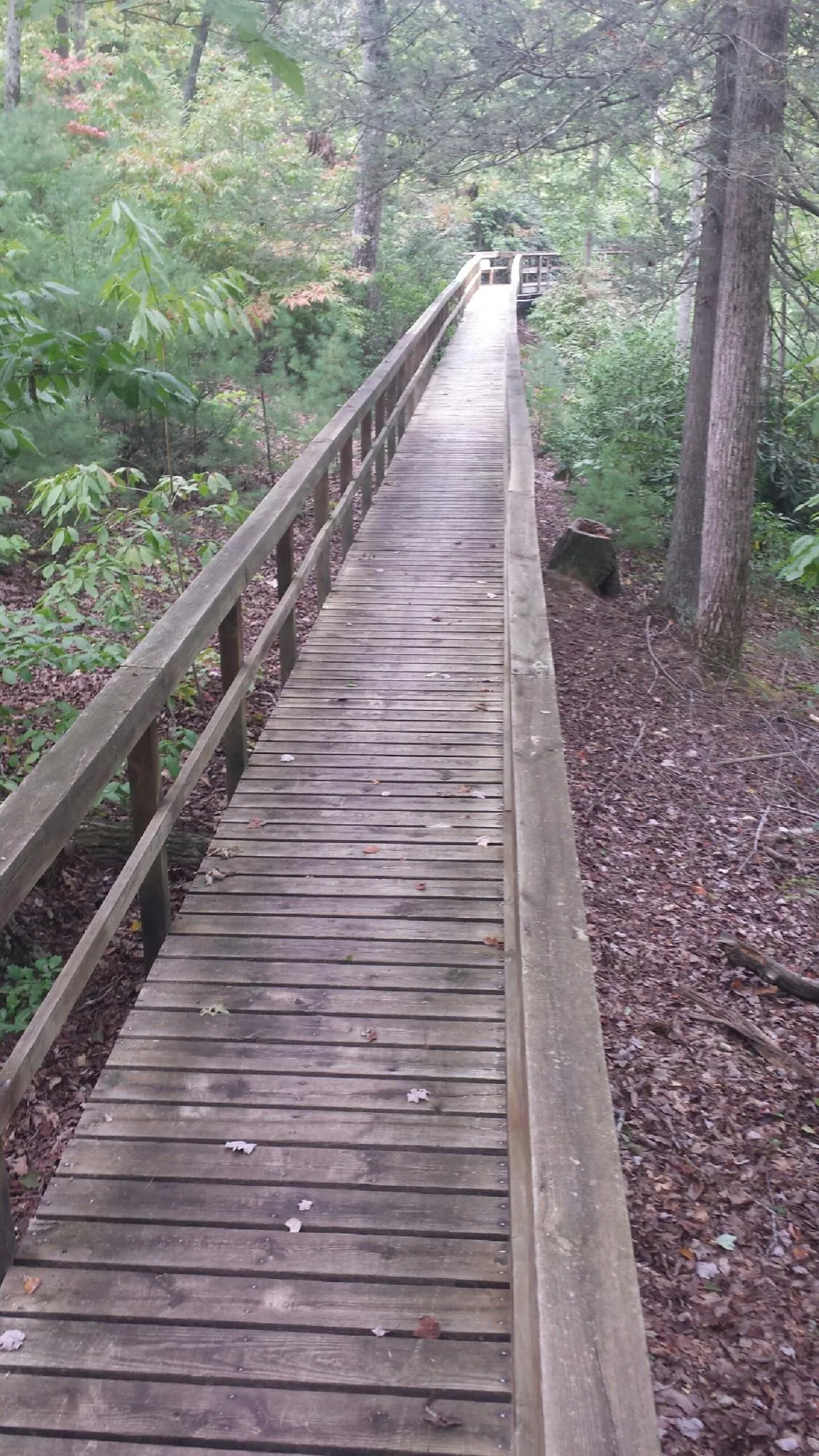 Long wood walkway with handrails built through the woods in Litchfield